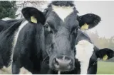 O nouă lovitură pentru crescătorii de animale din Buzău. Tuberculoza bovină amenință fermele și producția de lapte