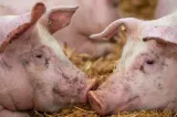 Alertă de pestă porcină africană în Buzău. Trei focare noi, cinci active în județ