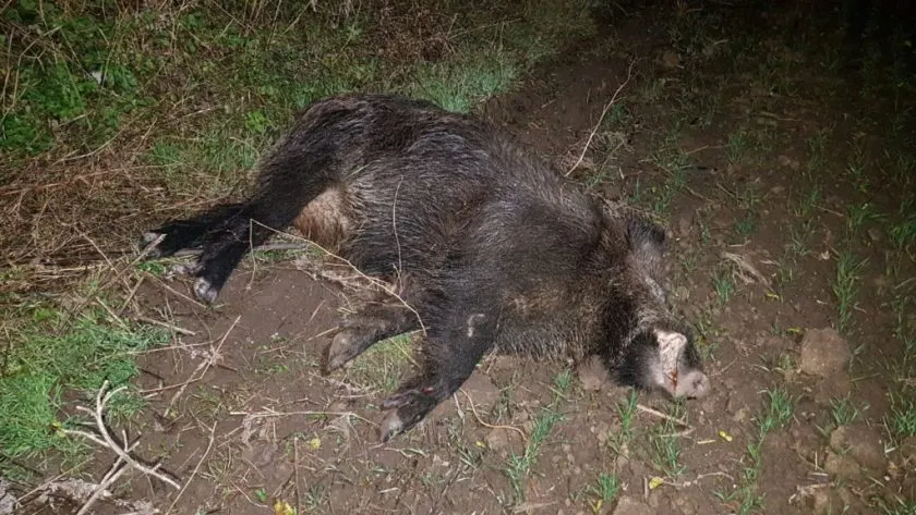 porc-mistret-840x473