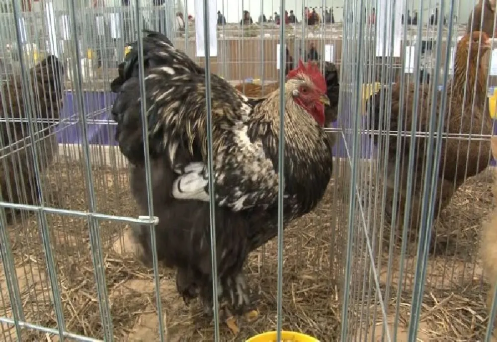 Un bărbat şi două femei, din Buzău şi Ialomița, au plecat la furat de păsări. Poliţiştii au descoperit în portbagaj şi în habitaclul mașinii 30 de păsări şi un ied