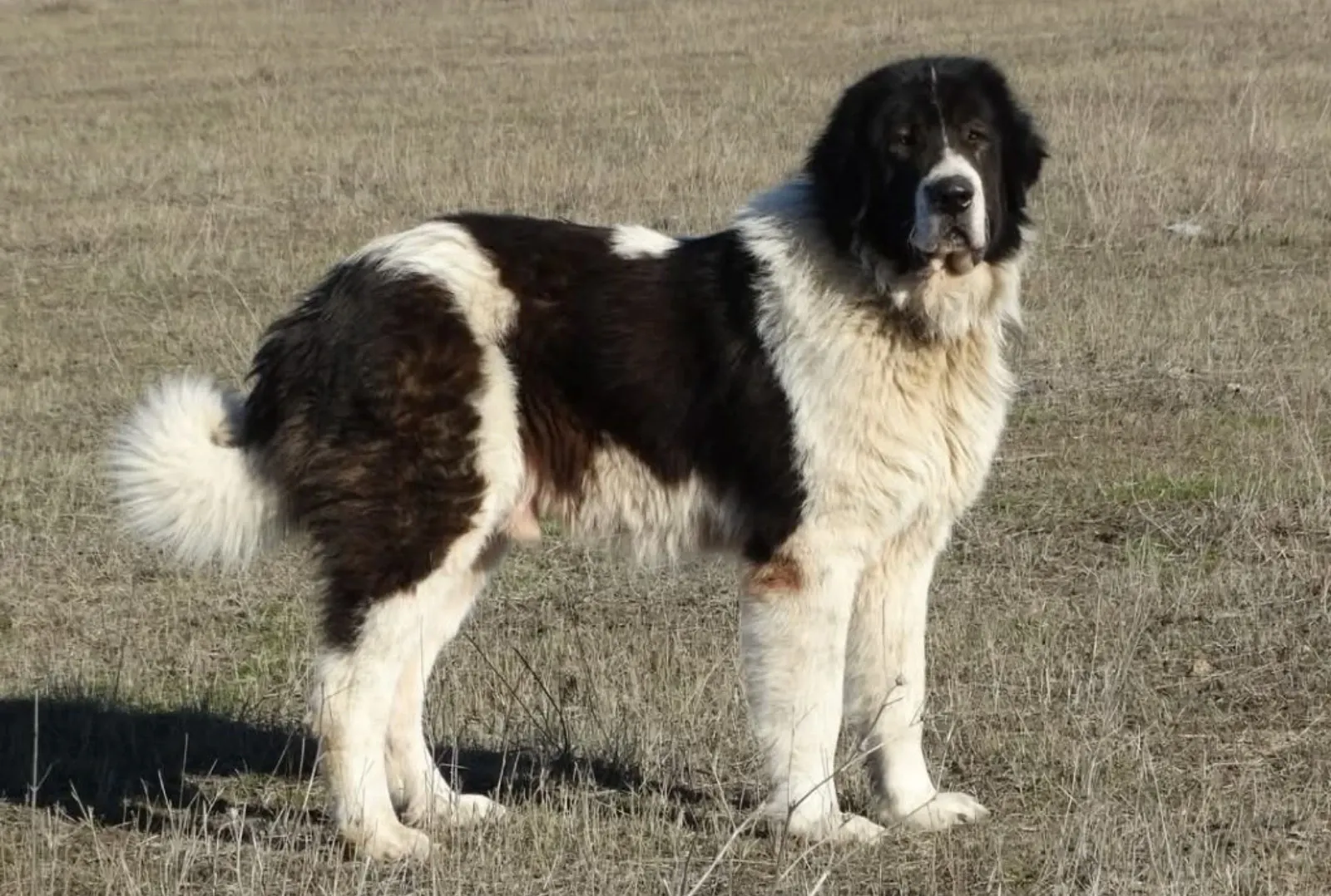 Foto: Arhivă