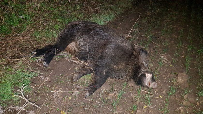 porc-mistret-840x473