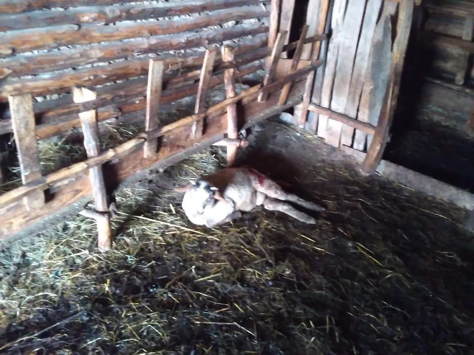 58379038_2636949923047002_8832089606972243968_n