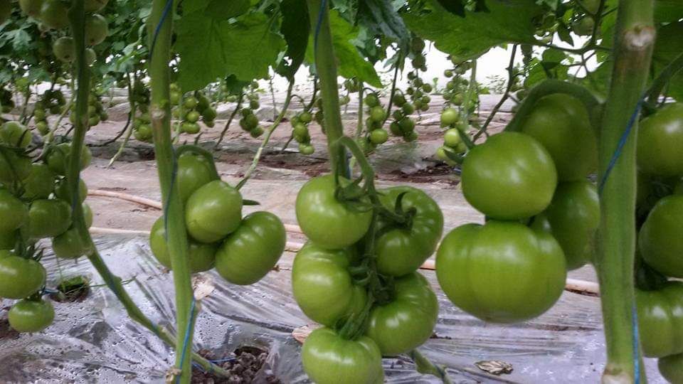 FB_IMG_1555305633844