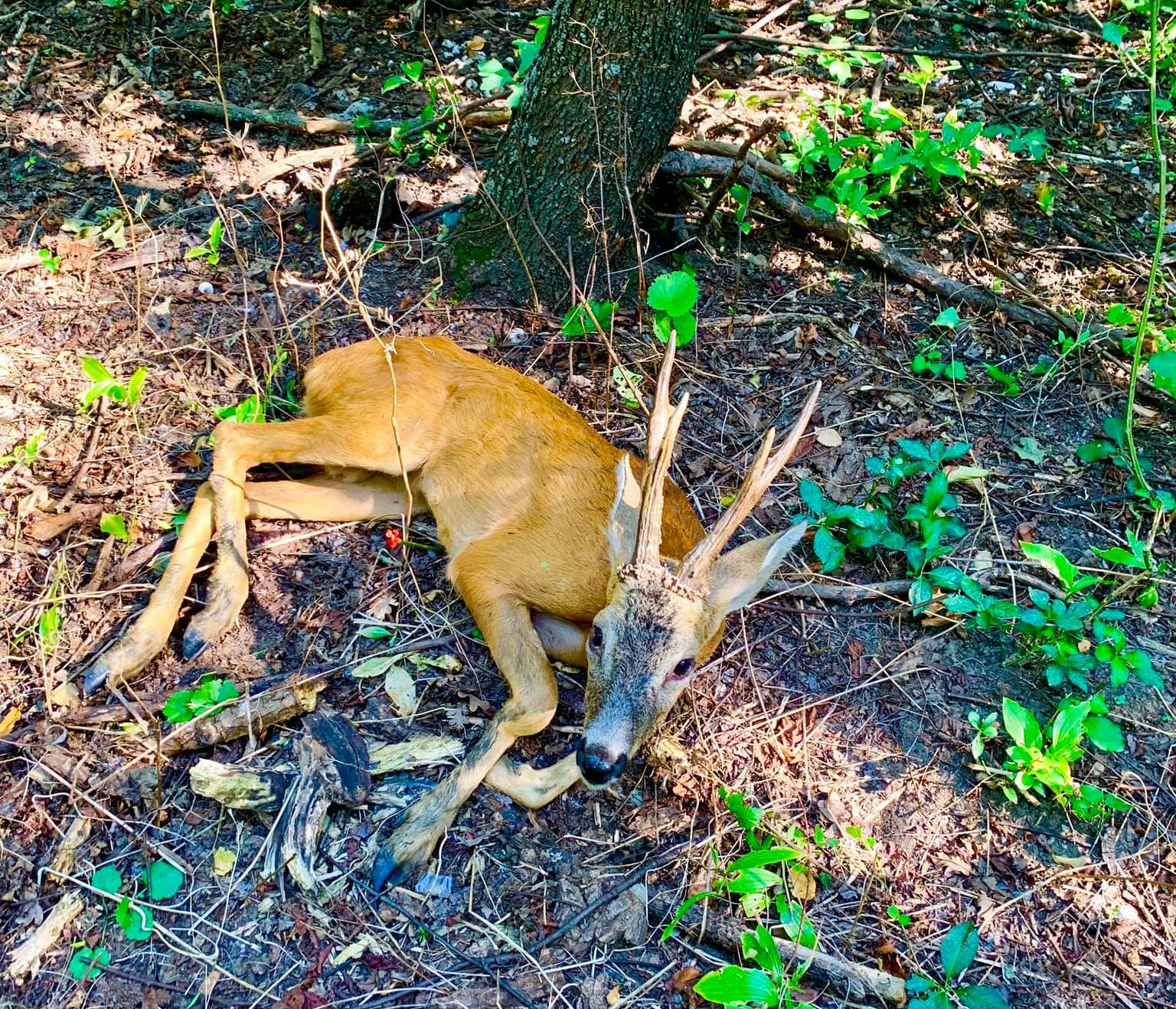 FB_IMG_1565617361729