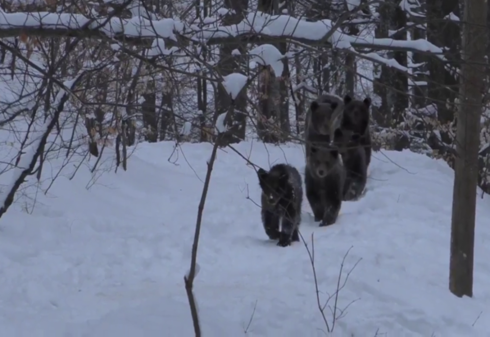 S-au lăsat fotografiați, fără pic de "urșine"