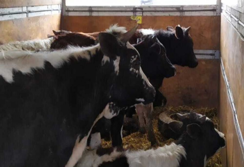 Polițiștii buzoieni în acțiune comună cu reprezentanții DSVSA Buzău, pentru verificarea legalității transporturilor de animale