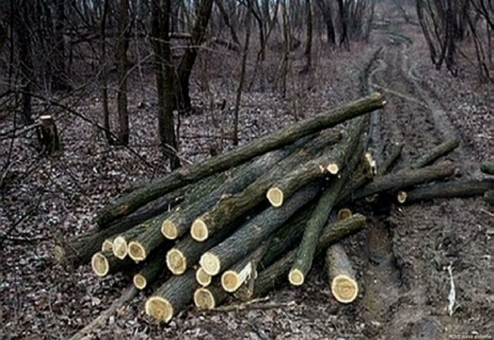  Bănuiți de tăiere și furt de arbori depistați de polițiști