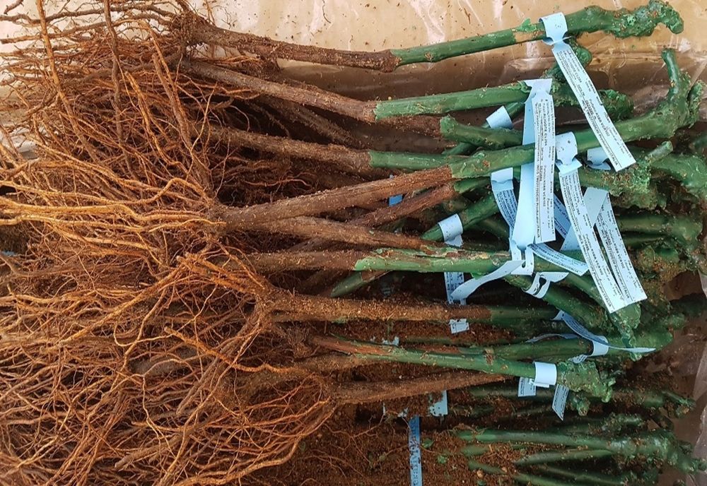 Depistați în flagrant la furat butași de viță de vie