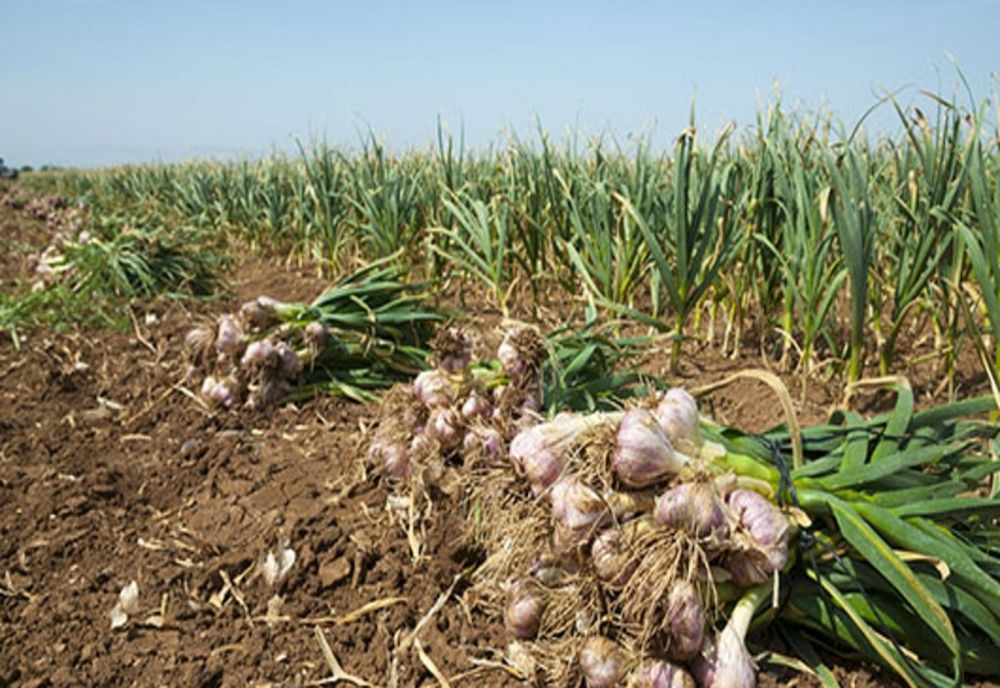 În preajma Paștelui s-a furat usturoi direct din tarla