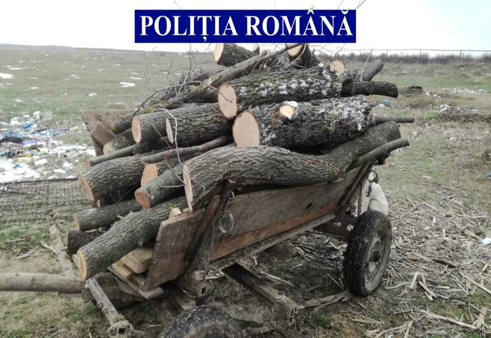 Nereguli constatate de poliţişti la regimul silvic