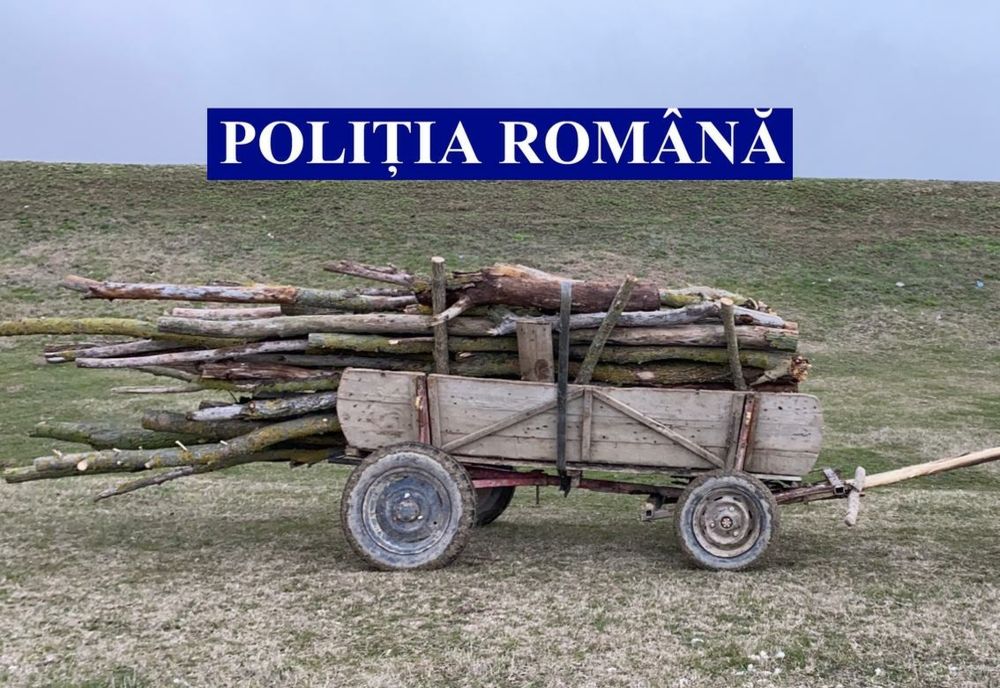 Flagrant delict - dosar penal pentru tăiere ilegală și furt de arbori
