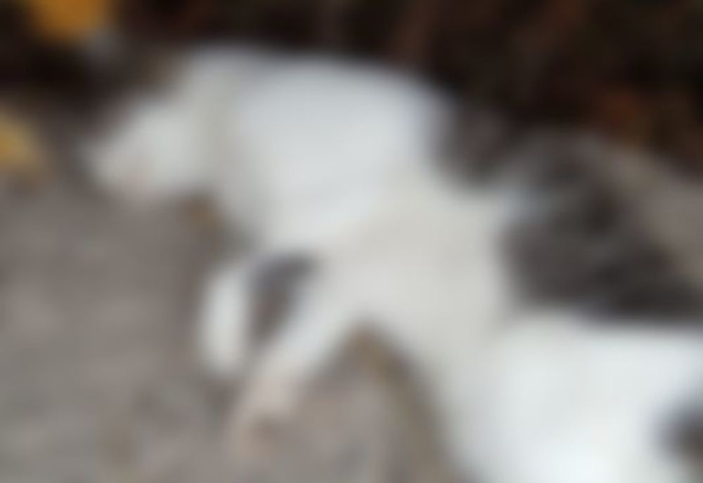 Studenta din Săpoca care a ucis cu sadism o pisică a fost internată la psihiatrie 