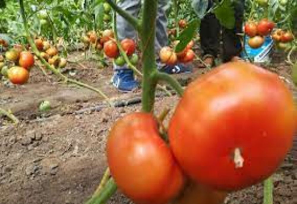 Ajutor de minimis, modificat la propunerile fermierilor!