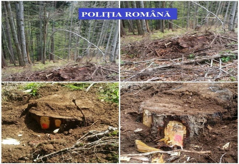 Doi bărbați din Mânzălești cercetați  pentru tăiere ilegală şi furt de arbori