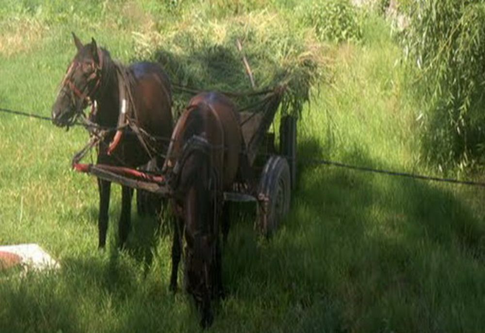 Și-a răpit concubina prin violență și a fugit cu ea în căruță