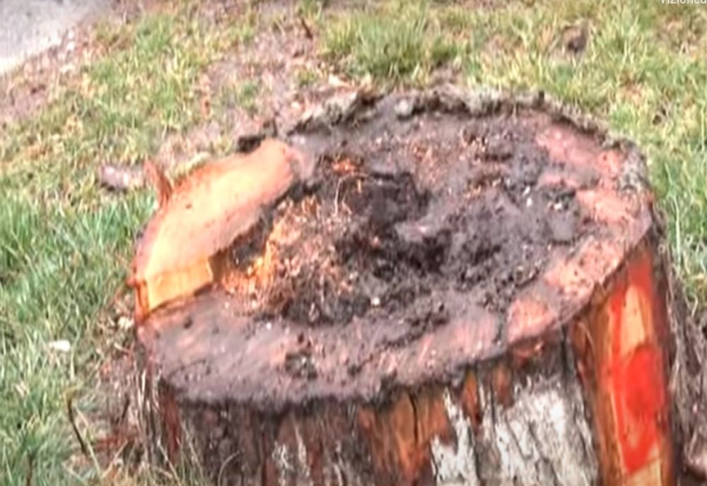 Proiect pentru Pădurea Crâng. 150 de lei pentru metrul cub din lemnul copacilor uscați