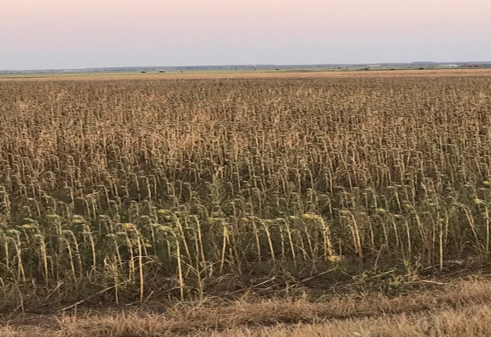 Agricultura buzoiană afectată de lipsa apei din sol și lipsa ploilor