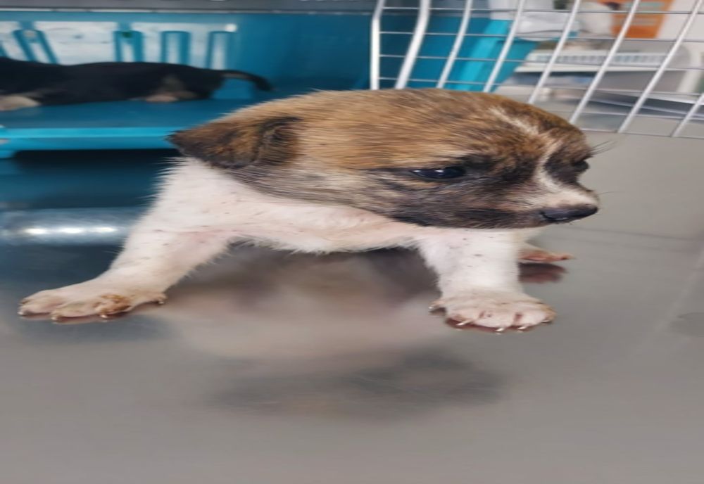 Bărbat din Luciu amendat cu 12.000 de lei pentru că a abandonat 7 pui de câine