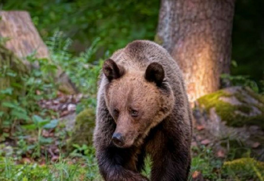 Persoana atacata de urs, zona satului Păltiniș, comuna Gura Teghii