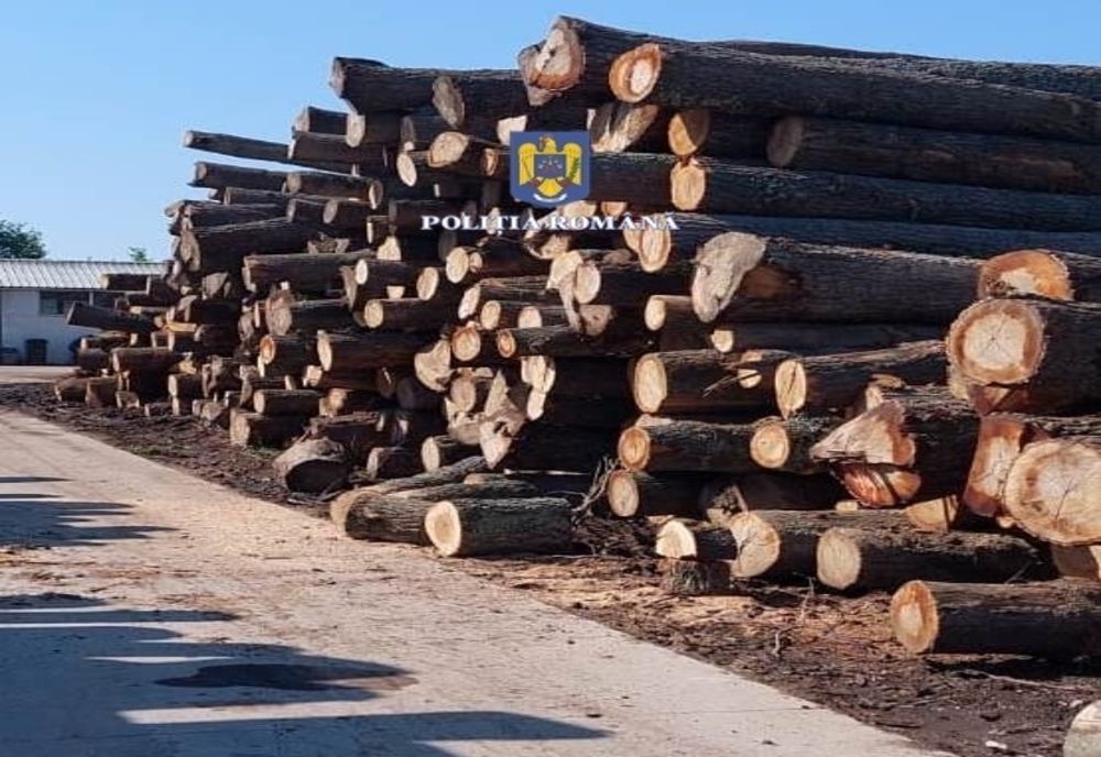 Peste 96 de metri cubi de material lemnos confiscat de poliţiştii buzoieni la sfârşitul săptămânii trecute