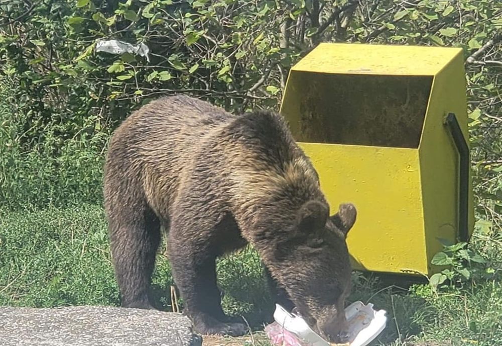 Video: Un urs înfometat a fost filmat la Barajul Siriu