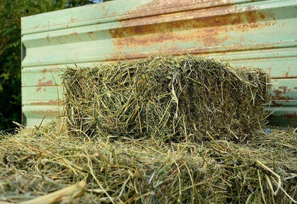 Bănuit a furat lucernă de pe o suprafață de 3 ha, depistat de polițiști