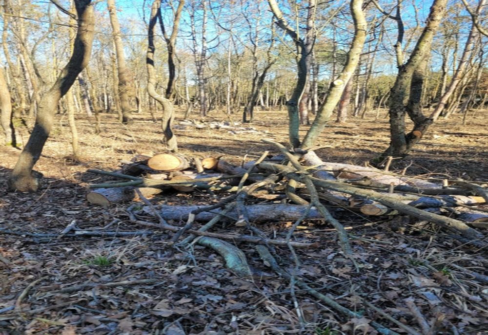 Trei bărbați depistați în flagrant în timp ce tăiau și sustrăgeau ilegal arbori