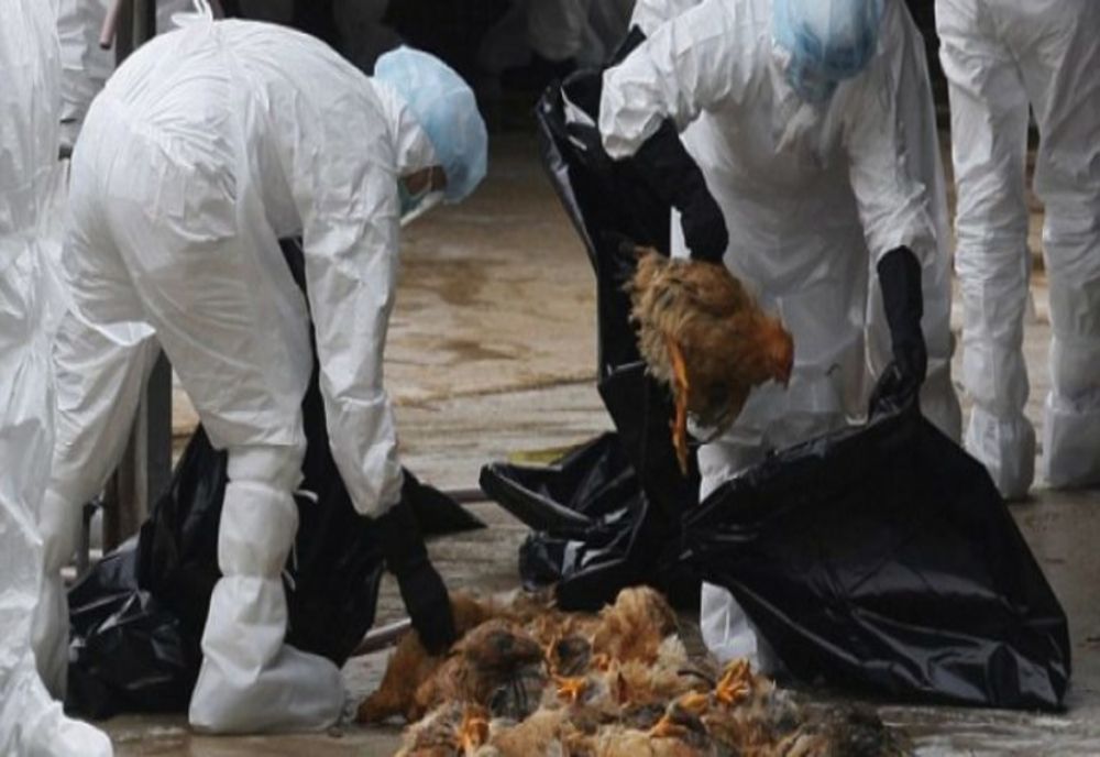 DSP Buzău a transmis primăriilor din județ recomandări privind gripa aviară