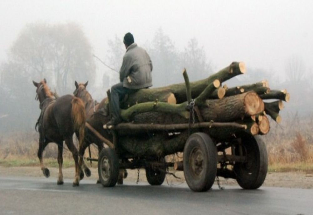 Flagrant delict - depistați de polițiști în timp ce sustrăgeau material lemnos 