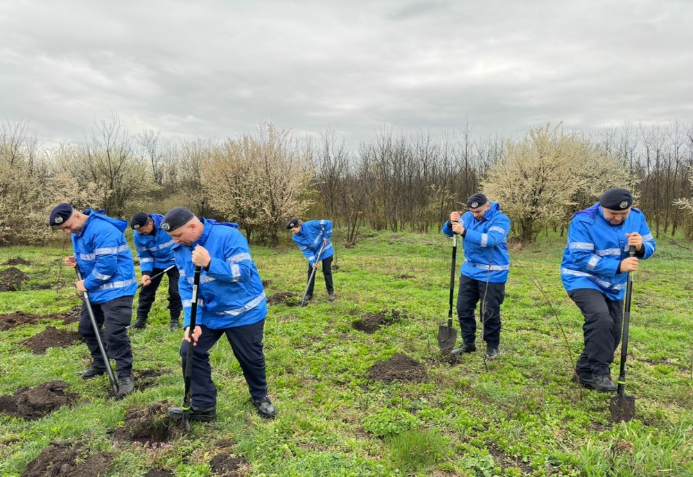 Jandarmii buzoieni împreună cu lucrătorii silvici au plantat mai mulți puieți în zona ”Frasinu”