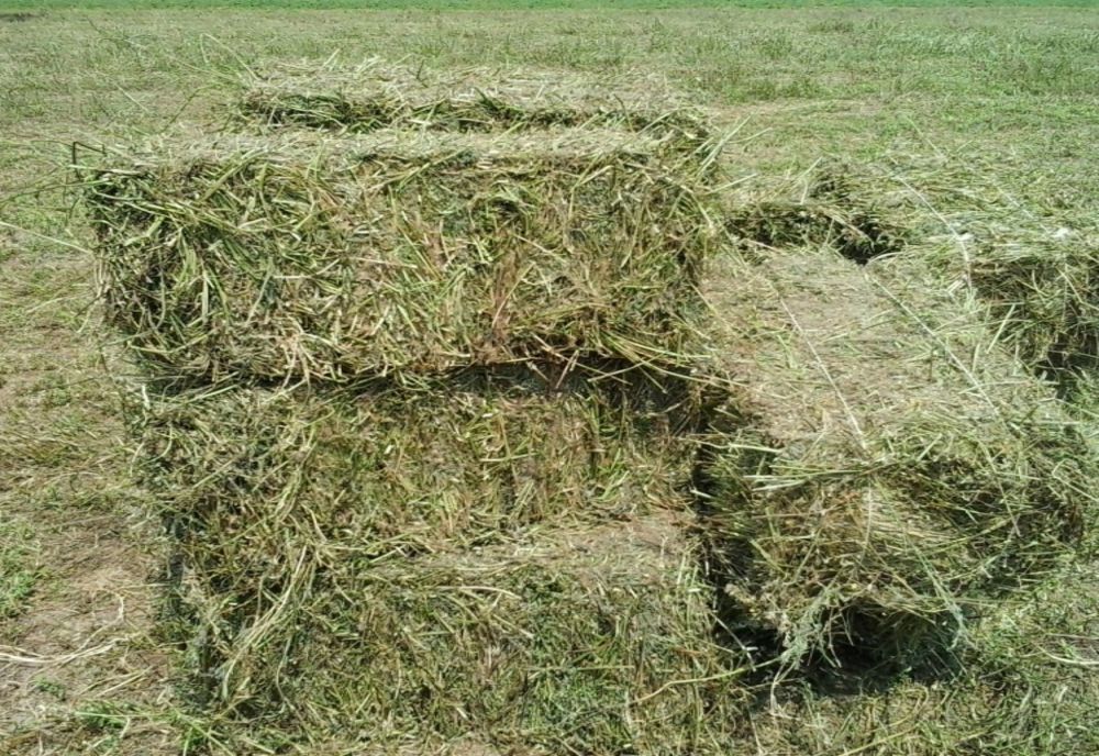 După ce a băut a plecat la furat baloți de lucernă cu mașina și remorca neînmatriculată, deși nu avea permis de conducere