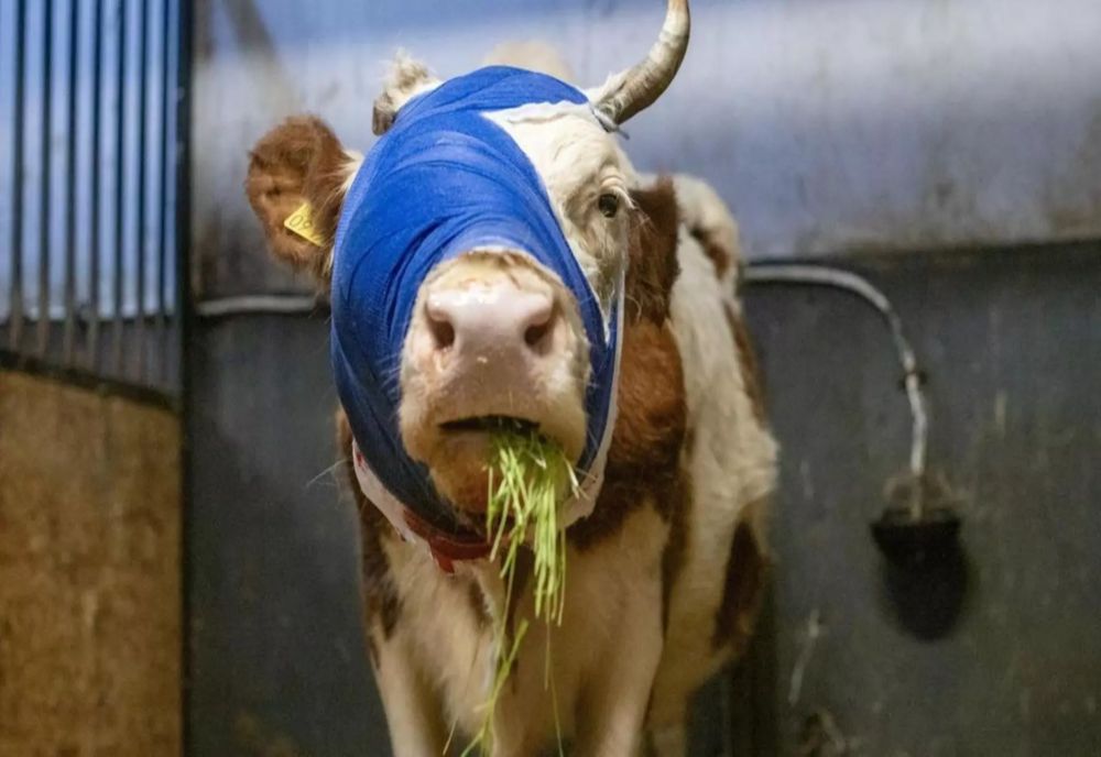 Imagini cu Bumba, prima văcuță din România tratată pentru cancer: o poveste despre curaj, iubire și speranță