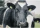 O nouă lovitură pentru crescătorii de animale din Buzău. Tuberculoza bovină amenință fermele și producția de lapte