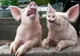 Porci santinelă în ultimul focar de pestă din județul Buzău