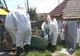 Armata ar putea interveni în lupta autorităţilor cu pesta porcină africană