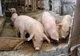 Încă două focare de Pestă Porcină confirmate la nivelul județului Buzău