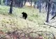 Gospodarii din zona Pănătău, terorizați de un urs