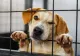 De Ziua Copilului, târg de adopţii la Serviciul de Ecarisaj
