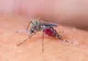 Virusul West Nile a făcut încă o victimă la Buzău