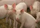 Reprezentanți ai Organizaţiei Mondiale pentru Sănatate Animală, vizită la Buzău