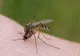 Cazul surprinzător al decesului unul gălățean: Bărbatul era infectat cu COVID-19 și West Nile