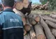 Dosar penal la regimul silvic