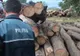  Controale privind legalitatea transportului de material lemnos