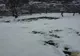 Dosar penal pentru uciderea animalelor