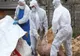 Focarele de pestă porcină de la Căldărăști continuă să se extindă