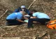 Video: Femeie accidentată pe un traseu montan, salvată de jandarmii montani buzoieni
