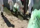 Focar de pestă porcină la o fermă cu peste 8000 de capete din localitatea Florica