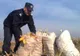 Bănuiţi de furturi de sezon prinşi în flagrant de poliţişti 