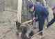 Un urs salvat după ce s-a prins într-un gard de pe raza localității Haleș